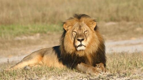 Cecil, il leone dello Zimbabwe ucciso dai cacciatori