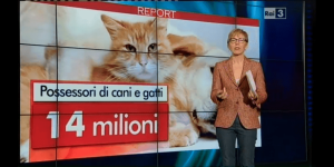 report alimentazione gatto