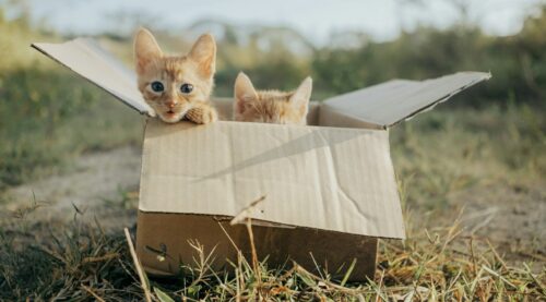 lettiera per gatti chiusa o aperta