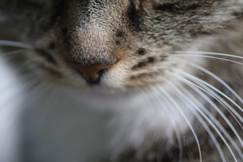 vibrisse gatto