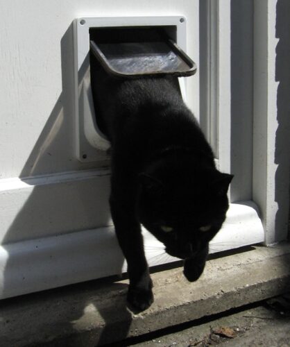 come scegliere la gattaiola