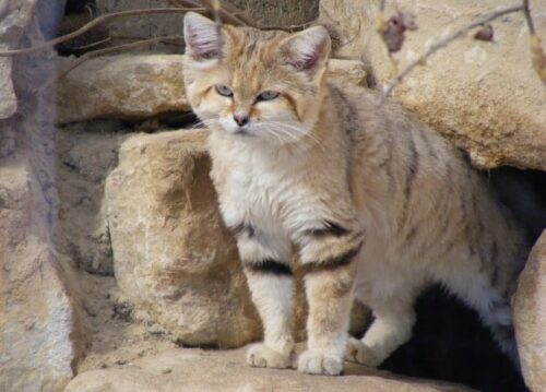 gatto delle sabbie felis margarita