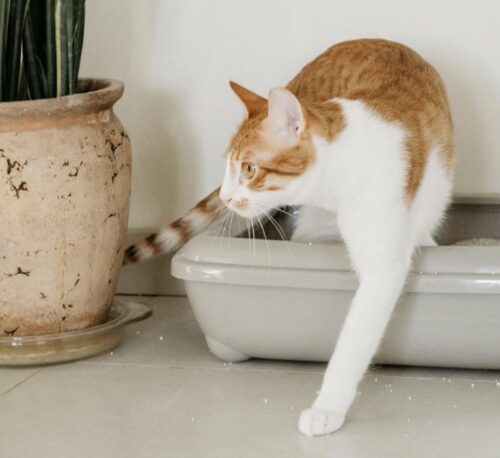 problemi gatto con lettiera