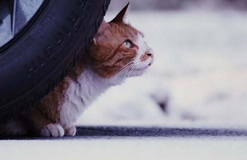 viaggiare con il gatto in auto