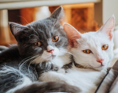 gatti fiv e felv con gatti sani