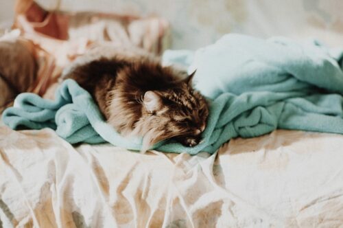 soccorso gatto ferito in strada