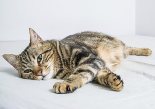 felv leucemia felina