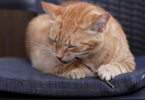 piante tossiche velenose per i gatti