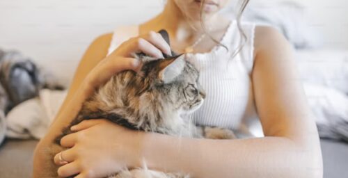 benefici di avere un gatto