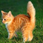 Iperestesia felina