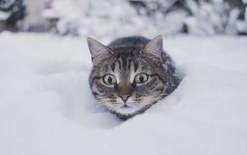 proteggere il gatto dal caldo