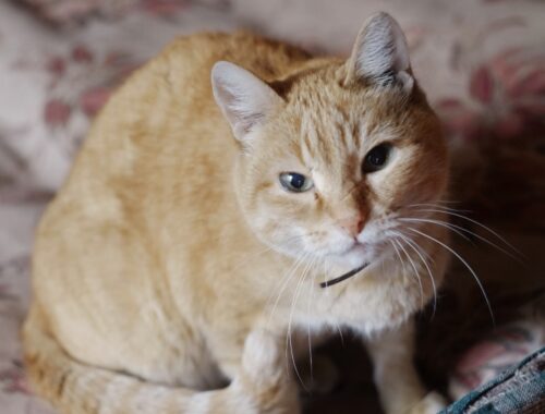 insufficienza renale cronica gatto