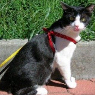 Pettorina per gatti a 8