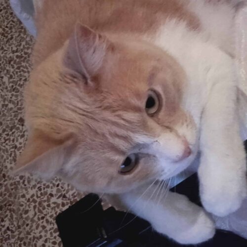 gatto Scheggia e la FELV