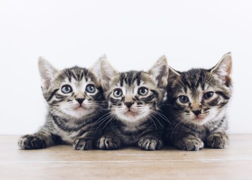 cuccioli di gatto appena nati