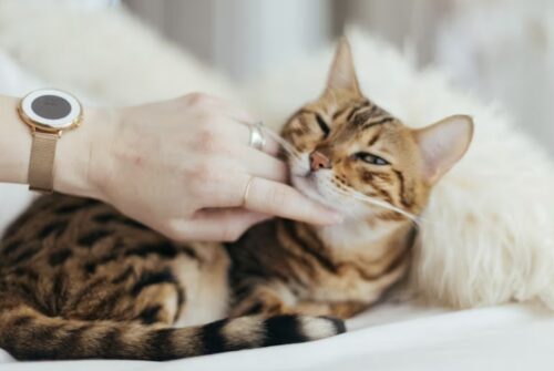 misurare la temperatura al gatto