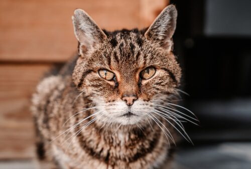 vita media gatto anni