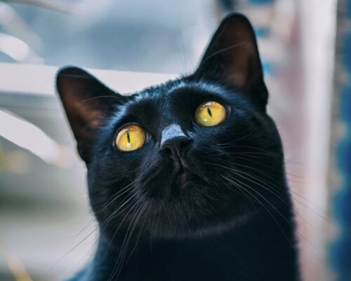 gatto nero