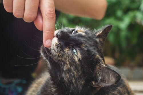 perche il gatto morde