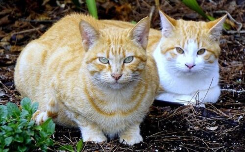 Inseirmento di un nuovo gatto in casa