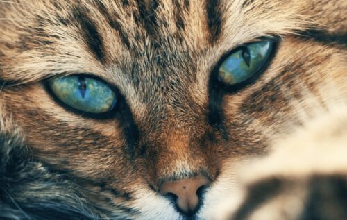 malattie degli occhi del gatto