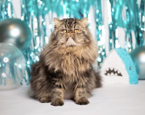 17 febbraio festa del gatto