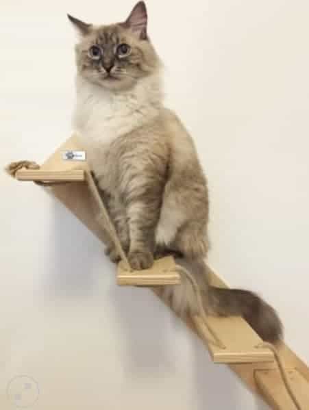 Scale per gatti Scale per gatti