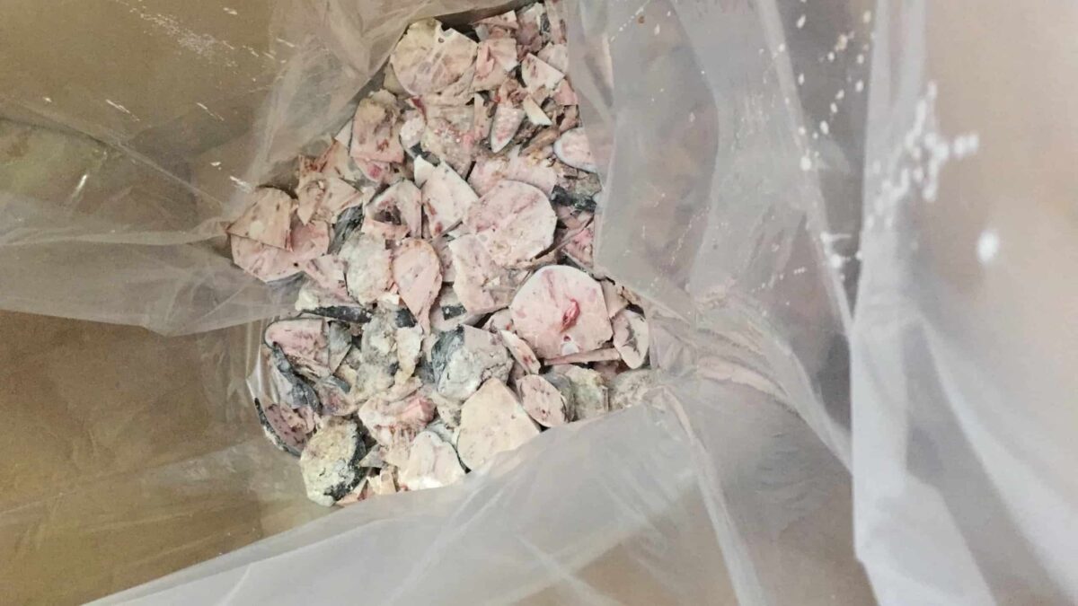 scarti pesce cibo per gatti