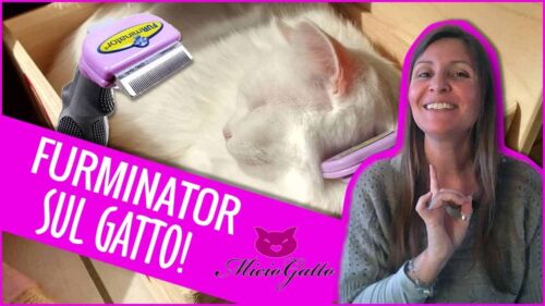 Furminator per gatto recensione