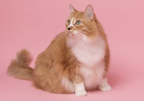 spese veterinarie 730