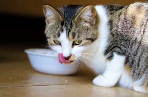 miglior cibo umido per gatti