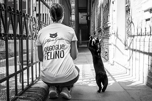 Orgoglio felino MicioGatto Venezia