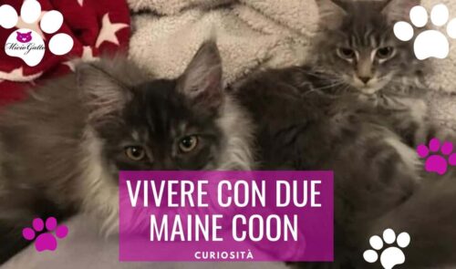 vivere con due maine coon