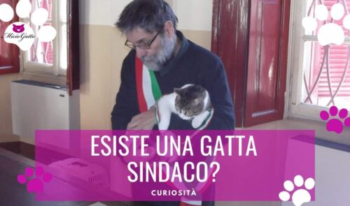 Pippi gatta sindaco gravellona