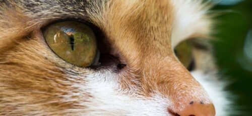 Congiuntivite del gatto