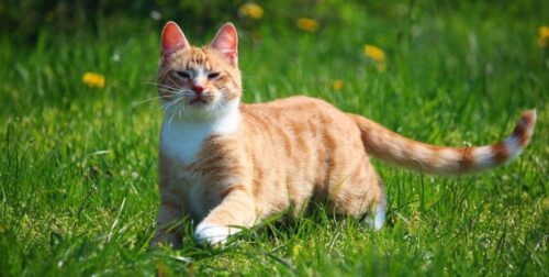 Etologo etologia cosa fa