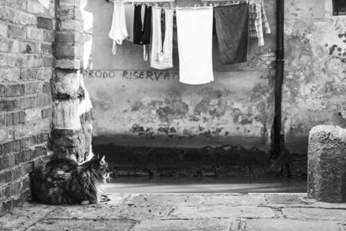 Gatti a Venezia Cats in Venice con Mariana Zampieri