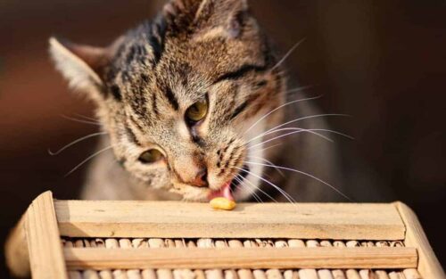 Integratori e vitamine per gatti