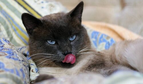 Taurina nel gatto: cos'è, perché è essenziale e le malattie da carenza