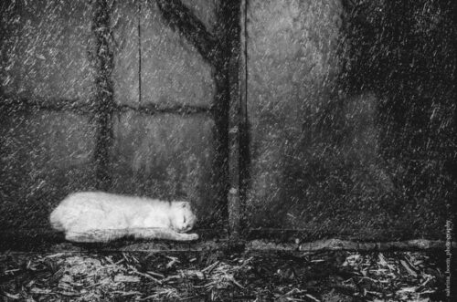 Sabrina Boem - Gli invisibili, i gatti delle colonie