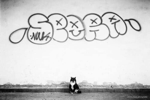 Sabrina Boem - Gli invisibili, i gatti delle colonie