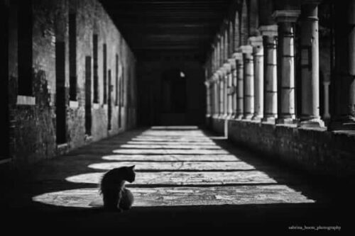 Sabrina Boem - Gli invisibili, i gatti delle colonie