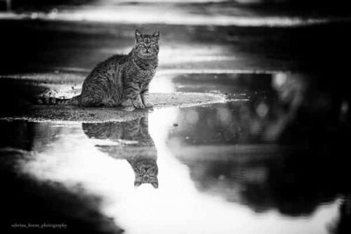 Sabrina Boem - Gli invisibili, i gatti delle colonie