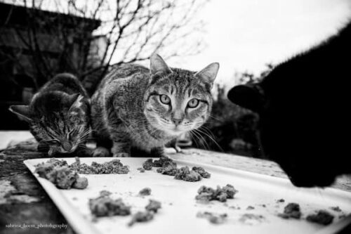 Sabrina Boem - Gli invisibili, i gatti delle colonie