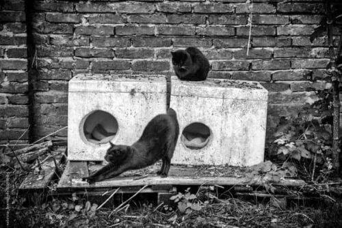 Sabrina Boem - Gli invisibili, i gatti delle colonie