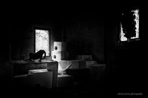 Sabrina Boem - Gli invisibili, i gatti delle colonie