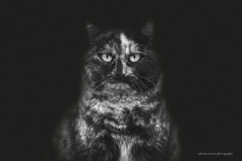 Sabrina Boem - Gli invisibili, i gatti delle colonie