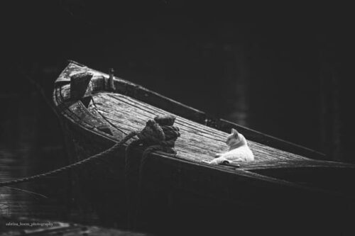 Sabrina Boem - Gli invisibili, i gatti delle colonie