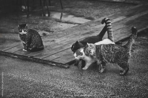 Sabrina Boem - Gli invisibili, i gatti delle colonie