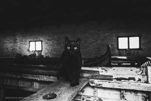 Sabrina Boem - Gli invisibili, i gatti delle colonie